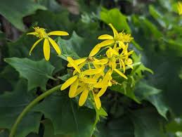 Image result for Delairea odorata