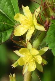 Image result for Corchorus aestuans