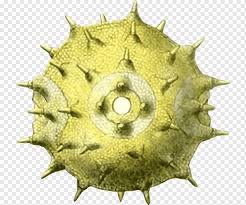 Image result for Ipomoea oenotherae