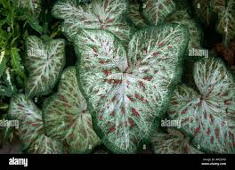 Caladium Gingerland Stock Photo Alamy