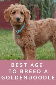 Goldendoodles have three different types of possible coats. How Long Until A Goldendoodle Is Fully Grown