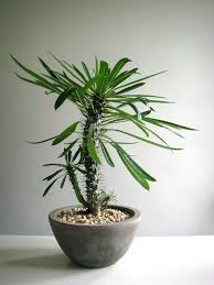 Image result for Pachycarpus eximius