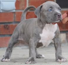 Located in the great state of new jersey, we pride ourselves on breeding healthy and extremely big dogs. Xxl Pitbull Puppies For Sale Near Me Cheap Buy Online