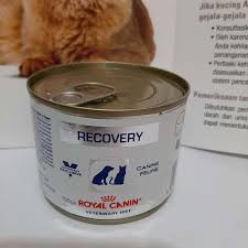 Makanan kucing equilibrio vs royal canin. Royal Canin Recovery Makanan Kucing Anjing Terbaru Juli 2021 Harga Murah Kualitas Terjamin Blibli