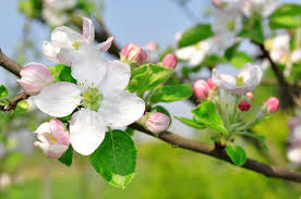 4 reviews of apple blossom flower shoppe very good! Apple Blossom Michigan State Flower Fragranced Beauty Floraqueen