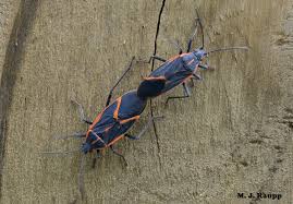 Do boxelder bugs eat garden plants. Banneker S Boxelder Bugs I Boisea Trivittatus I Bug Of The Week