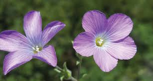 Image result for Sericanthe chimanimaniensis