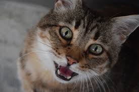 Check out our partner subreddit! Your Cat Is Breathing Fast See Probable Reasons Cloud 9 Vets