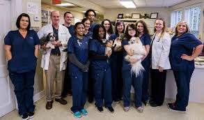 Veterinary wellness clinic of columbia columbia, tn 38401. Dog And Cat Clinic Summer Ave Memphis