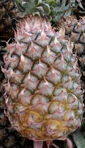 We did not find results for: Hang Kebun Pelbagai Jenis Nanas