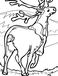 The coloring pages will help your child to focus on details while being relaxed and comfortable. Caribou Coloring Page Animals Town Animal Color Sheets Caribou Picture