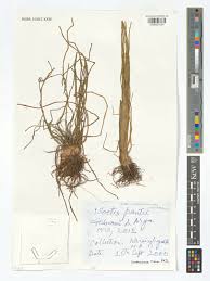 Image result for Isoetaceae