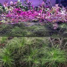 Image result for Eriocaulon setaceum