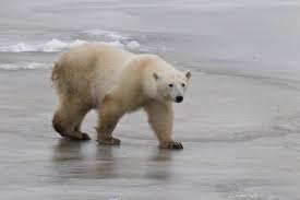Il a ajouté une image d'ours polaire sur une image de plage. Le Manitoba Terre D Ours Polaires La Presse
