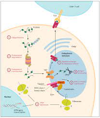 These include (i) rapidly progressing. Cancers Free Full Text Mhc Class I Downregulation In Cancer Underlying Mechanisms And Potential Targets For Cancer Immunotherapy Html