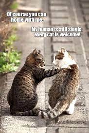 Lolcats is the best place to find and submit funny cat memes and other silly cat materials to share with the world. Top Laughing So Hard Cat Memes Best Cat Meme Funny Animal Memes Cat Memes Clean Cat Memes
