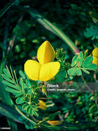 Image result for Smithia