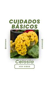 Image result for Celosia pandurata