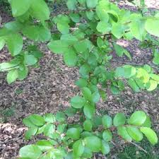 Image result for Flueggea virosa