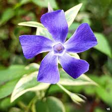 Image result for Vinca major