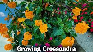 Image result for Crossandra puberula
