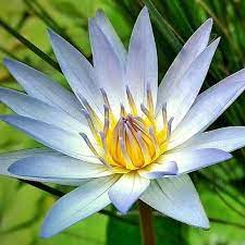 Gambar flora dan fauna di indonesia atau gambar tumbuhan dan hewan di indonesia. Flora Fauna Landscaping Beranda Facebook