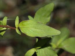 Image result for Plantaginaceae