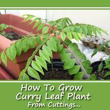 Use the pencil or the spoon to make a hole in the center of the potting soil. How To Grow Curry Leaf From Cuttings Curry Leaf Plant Growing Plants From Seeds Plant Cuttings