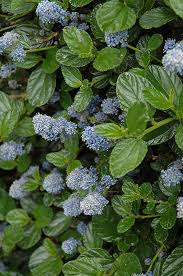 The california mountain lilac measures. Victoria California Lilac Ceanothus Thyrsiflorus Victoria In Vancouver Victoria Burnaby Penticton Coquitlam British Columbia Bc At Gardenworks