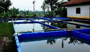 Secara teori seperti itu, jika kutu air hidup semua, selama 12 hari jumlahnya menjadi 200 kali lipat. Cara Agar Air Kolam Terpal Cepat Hijau Sangkutifarm Com