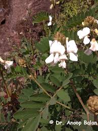 Image result for Tephrosia vogelii