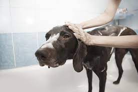 Os sintomas podem variar, mas os principais sintomas de fungos em cachorro são os seguintes: 7 Remedios Caseiros Para Micose Em Cachorros
