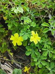 Image result for Momordica repens