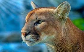 mountain lion blue mountain lion animal puma tier wallpaper raubtiere ausgestopftes tier