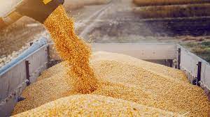 TN Campo - Exportaciones: de cada 10 dólares que ingresan al país, 4 los  proveen las cadenas de maíz y soja. Tanto el complejo cerealero como el de  la oleaginosa representan el