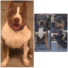 Maybe you would like to learn more about one of these? Xl Pitbull Puppies For Sale In Illinois
