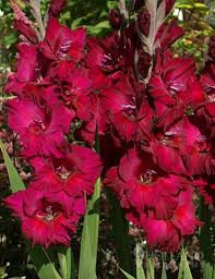 Image result for Gladiolus pretoriensis