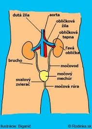 Maybe you would like to learn more about one of these? Zapaly Dolnych Mocovych Ciest A Zapal Oblicky Oblicky A Vylucovanie Brucho Detske Choroby Detskechoroby Rodinka Sk
