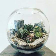 Succulent gardening cacti and succulents planting succulents container gardening gardening tips planting flowers indoor gardening cactus planters organic gardening. Rock And Cacti Fish Bowl Botanical Terrarium Terrarium Decor Succulent Terrarium Terrarium