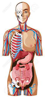 Anatomie Des Menschen Auf Weissem Hintergrund Illustration Lizenzfrei Nutzbare Vektorgrafiken Clip Arts Illustrationen Image 59314486