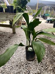 Image result for Aspidistra