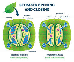 Check spelling or type a new query. Stomata Opening And Closing Vector Illustration Biology Facts Biology Plants Plant Science