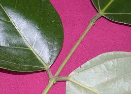 Image result for Erythrina fusca