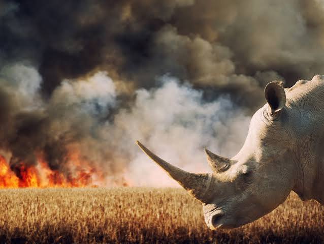 Earth accelerating towards sixth mass extinction event that could see  'disintegration of civilisation', scientists warn | The Independent | The  Independent