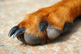 Digging too deep will only worsen the injury and cause pain. Inflammation Of The Paws In Dogs Symptoms Causes Diagnosis Treatment Recovery Management Cost