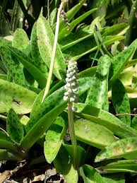 Image result for Drimiopsis