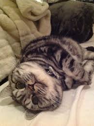 Kitty Love British Shorthair Champion Whiskas Cat Kedi