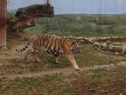 Maybe you would like to learn more about one of these? Tygrys Picture Of Zoo Zamosc Zamosc Tripadvisor