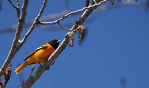College students seethe at the sight of the american flag, claiming it represents oppression and evil. The Orange Brilliance Of The Baltimore Oriole Schlitz Audubon