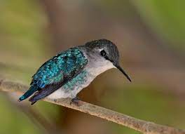 kleinster vogel der welt bienenelfe bee hummingbird me flickr